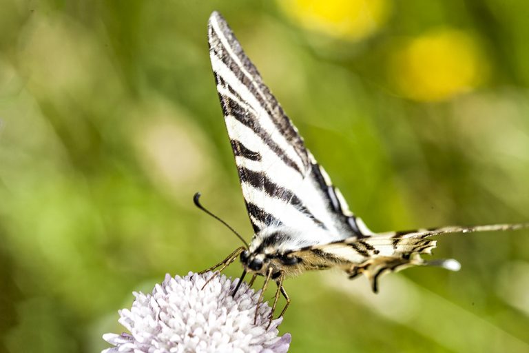 Iphiclides podalirius - Podalirio