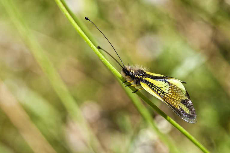 Libelloides cunii - Ascalafo de venas amarillas