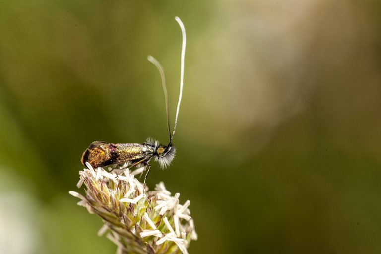 Adela australis - Polilla de cuernos largos