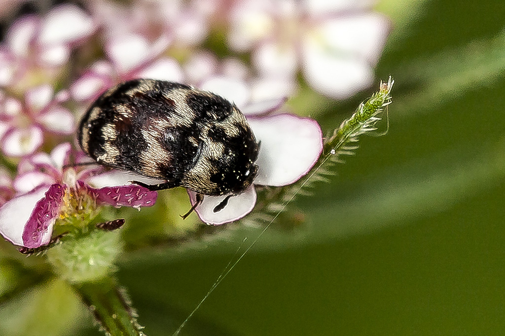 Attagenus trifasciatus - Escarabajo alfombra