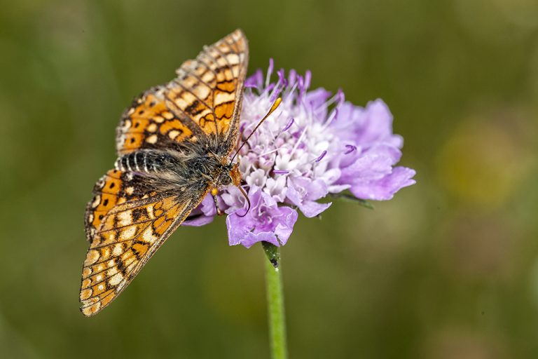 Euphydryas aurinia - Doncella de ondas rojas