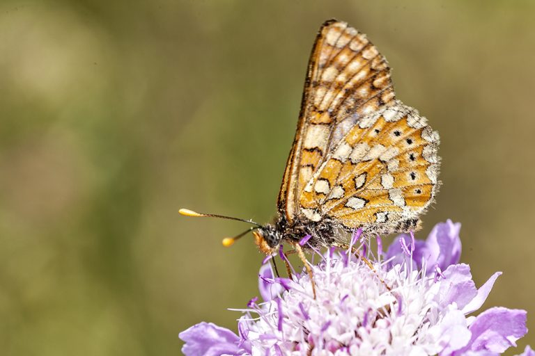 Euphydryas aurinia - Doncella de ondas rojas