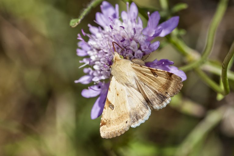 Heliothis peltigera - Polilla borde de paja