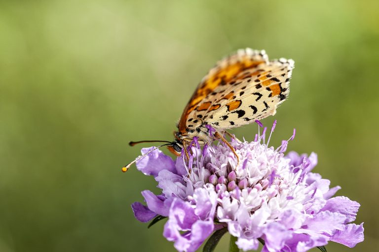 Melitaea didyma - Doncella timida