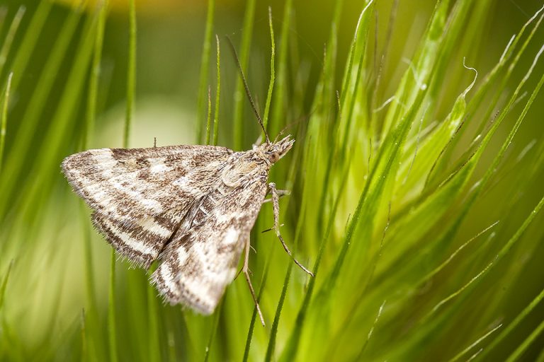 Pyrausta despicata - Perla enrejado de paja