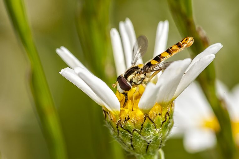 Sphaerophoria scripta - Mosca plumón