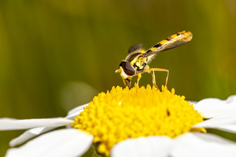 Sphaerophoria scripta - Mosca plumón