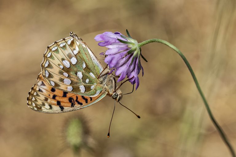 Argynnis aglaja - Lunares de plata