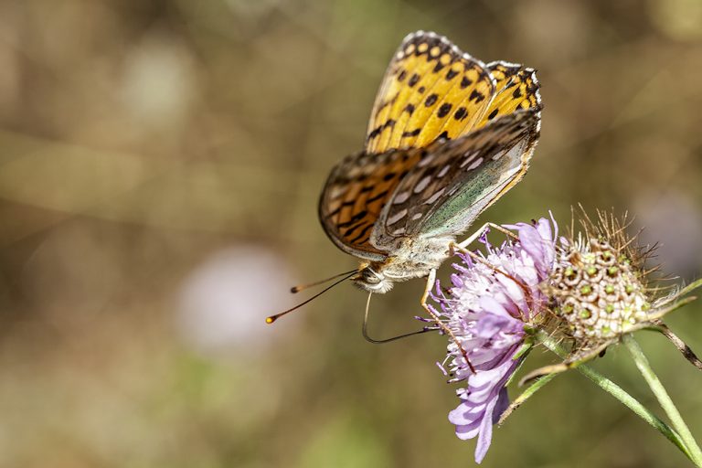 Argynnis aglaja - Lunares de plata