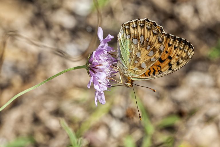 Argynnis aglaja - Lunares de plata