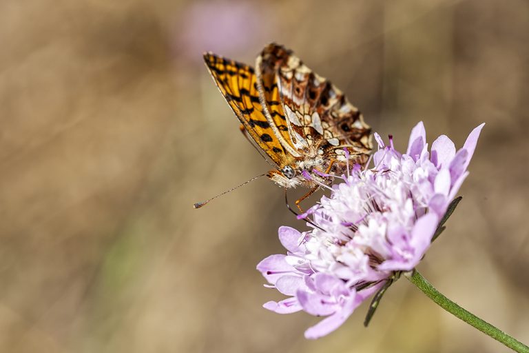 Boloria dia - Doncella violeta