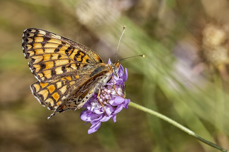 Melitaea phoebe - Doncella mayor