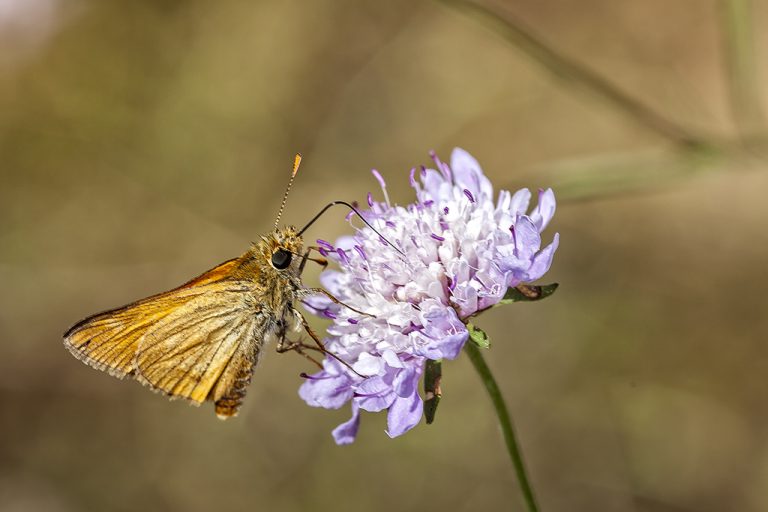 Ochlodes sylvanus - Dorada orla ancha