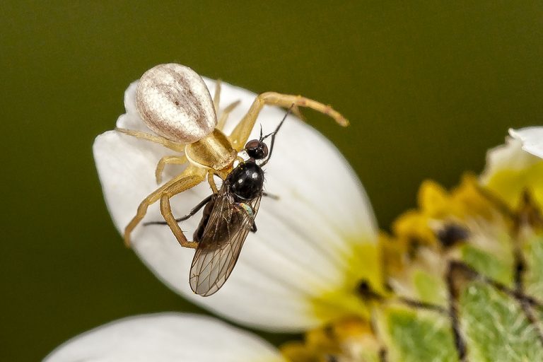 Runcinia grammica - Araña cangrejo