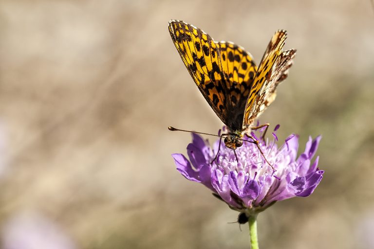 Boloria dia - Doncella violeta