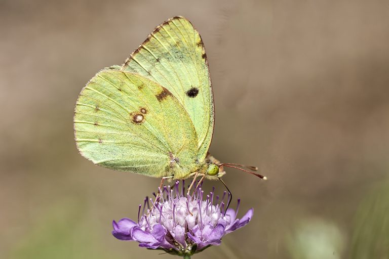 Colias crocea - Colias común