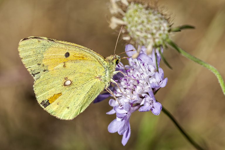 Colias crocea - Colias común