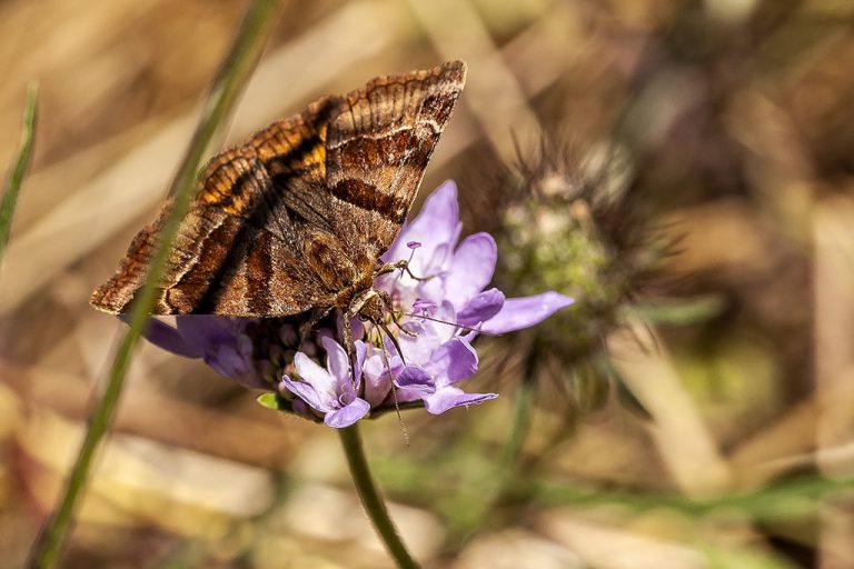 Euclidia glyphica - Escalera marrón