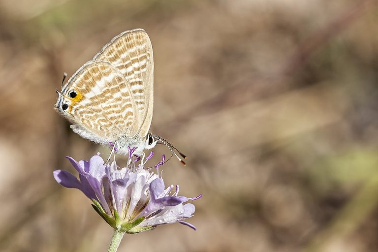 Lampides boeticus - Canela estriada