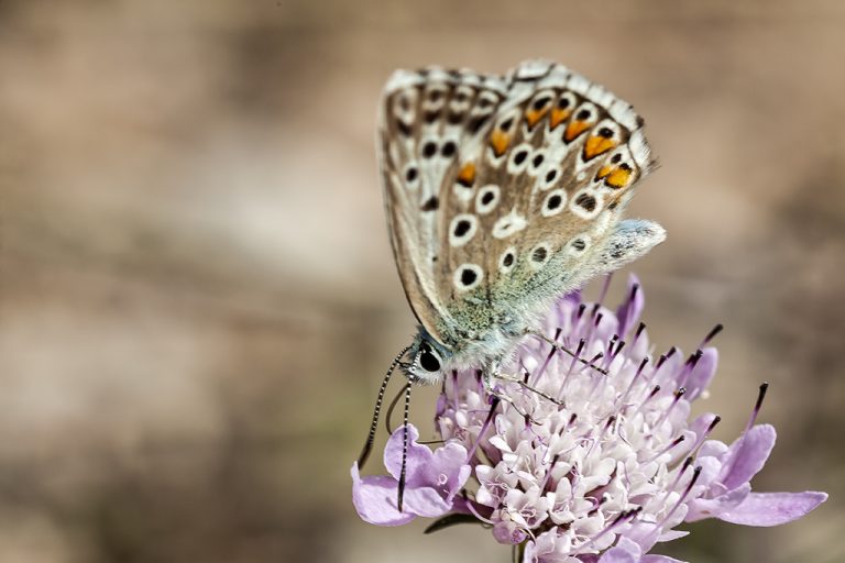 Lysandra hispana - Mariposa azul de Provenza