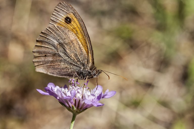 Maniola jurtina - Loba