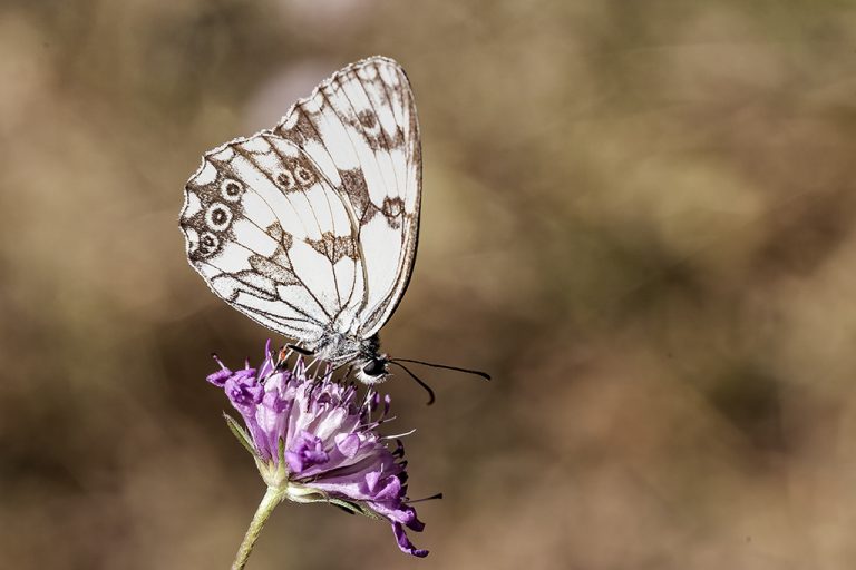 Melanargia lachesis - Medioluto ibérica