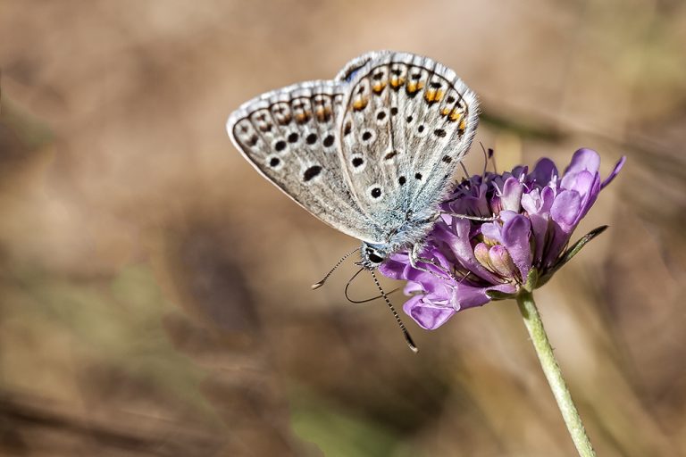 Polyommatus escheri - Azul de Escher