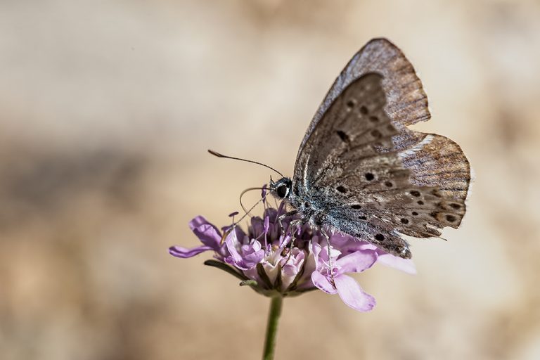 Polyommatus escheri - Azul de Escher