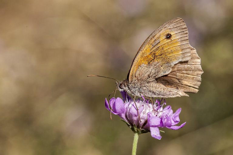 Maniola jurtina - Loba