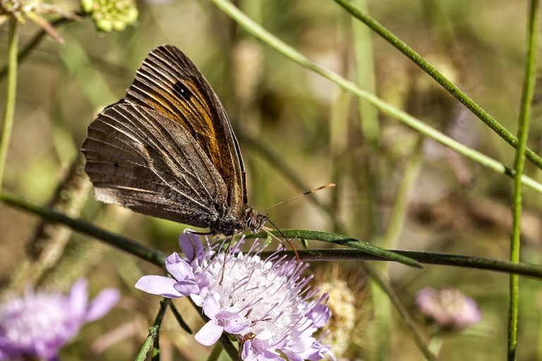 Maniola jurtina - Loba