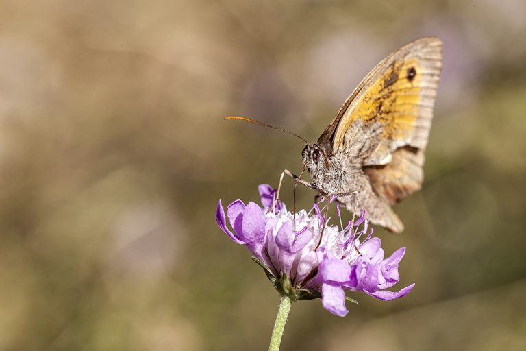 Maniola jurtina - Loba