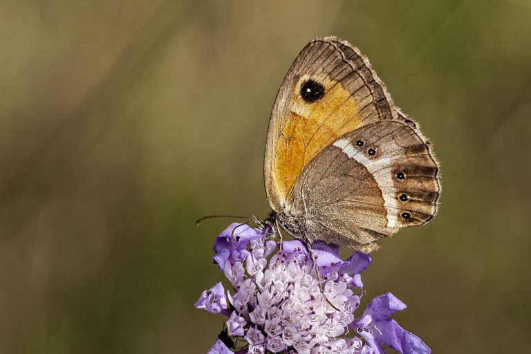 Pyronia bathseba - Lobito listado