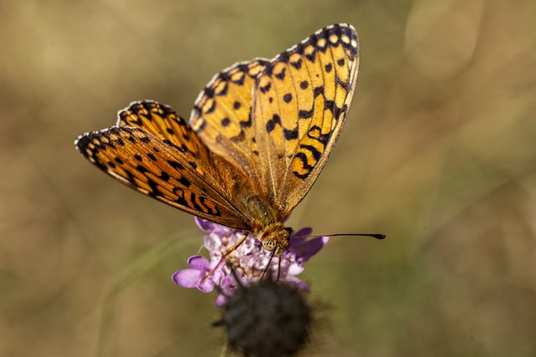 Argynnis aglaja - Lunares de plata