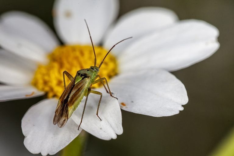 Closterotomus norwegicus - Cápsido de las ortigas