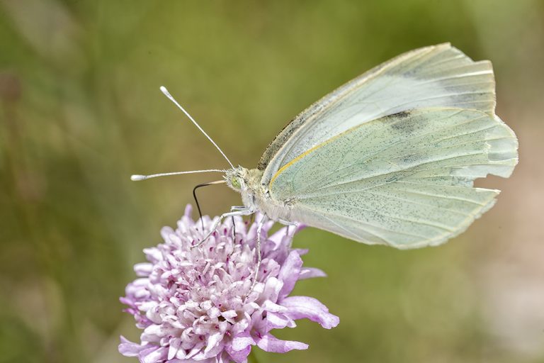 Pieris brassicae - Mariposa de la col