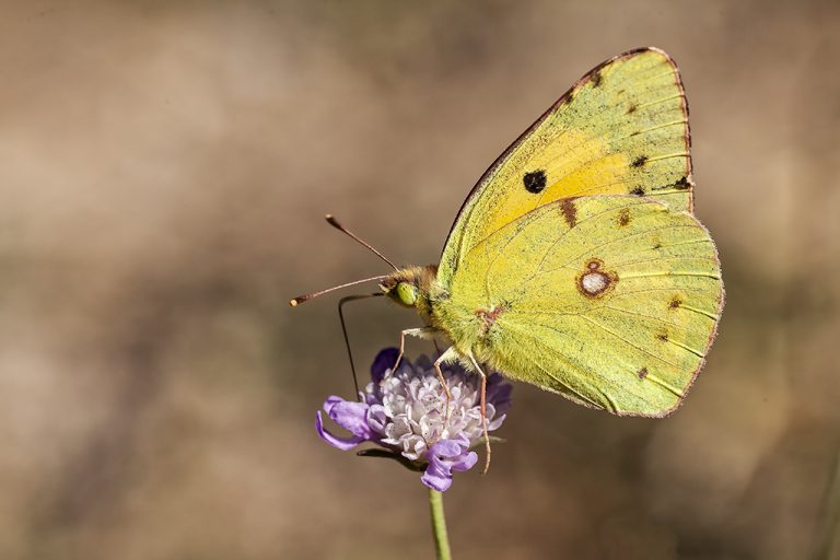 Colias crocea - Colias común