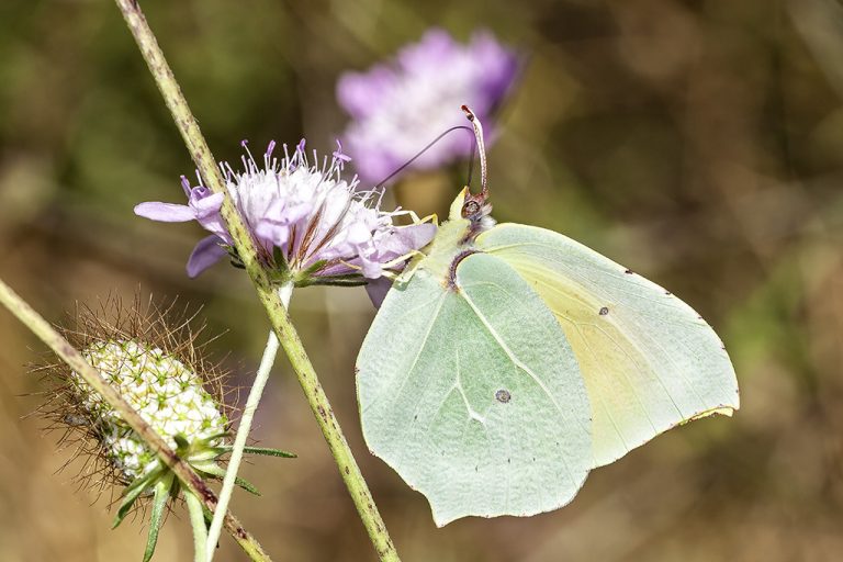 Gonepteryx cleopatra - Cleopatra