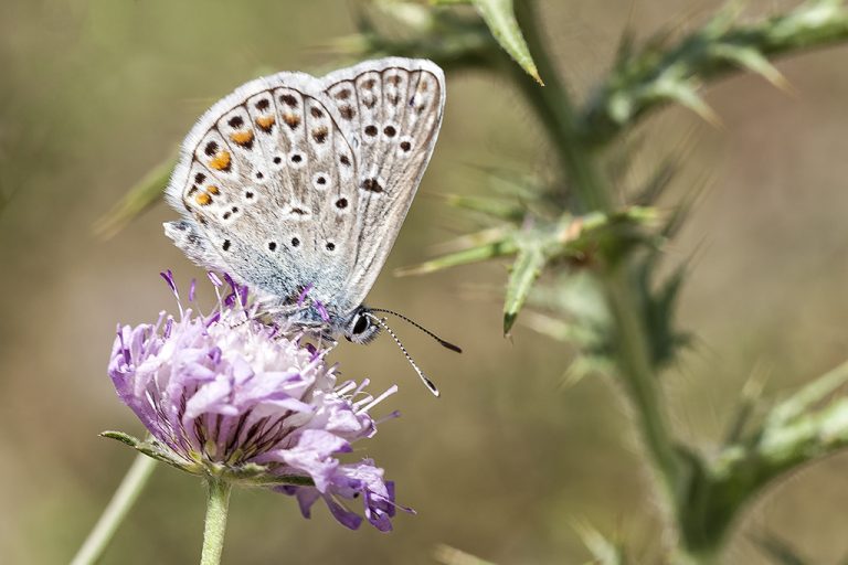 Polyommatus escheri - Azul de Escher