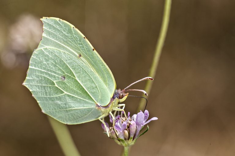 Gonepteryx rhamni - Limonera