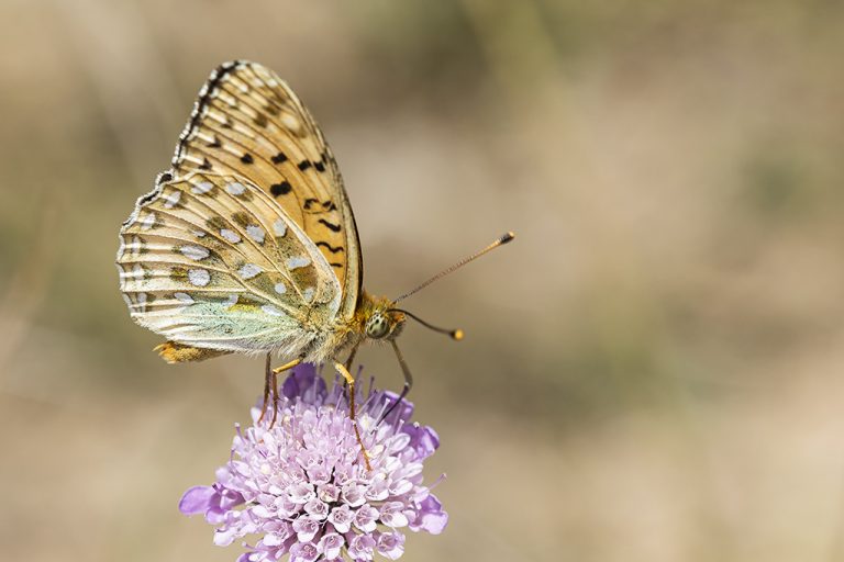 Argynnis aglaja - Lunares de plata