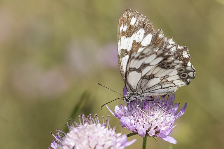 Melanargia lachesis - Medioluto ibérica