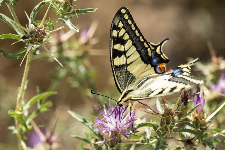 Papilio machaon - Macaón