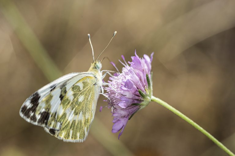 Pontia daplidice - Blanquiverdosa