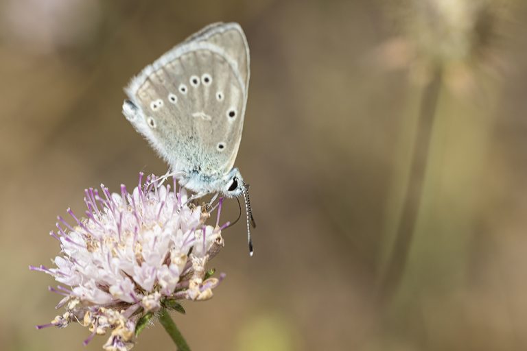 Agrodiaetus fulgens - Azul de peluche