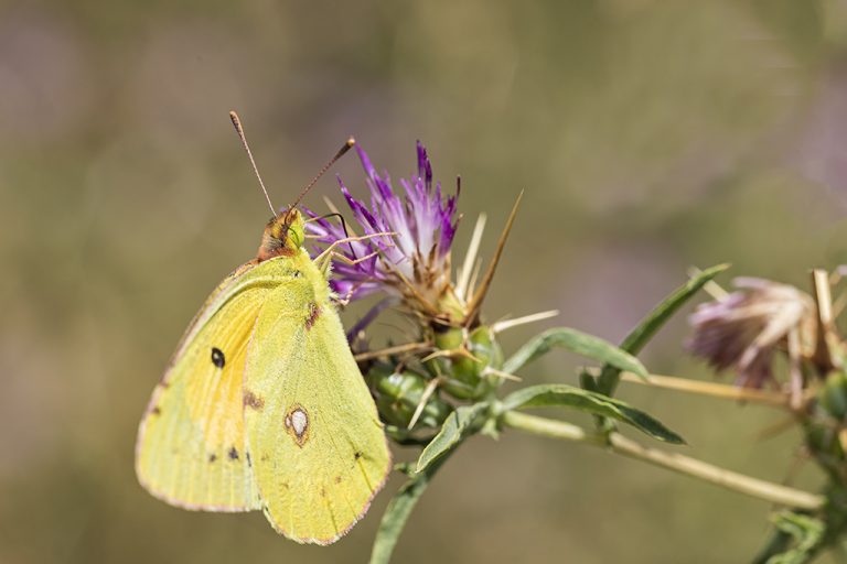 Colias crocea - Colias común