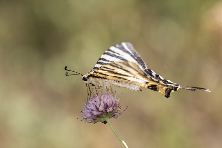 Iphiclides podalirius - Podalirio