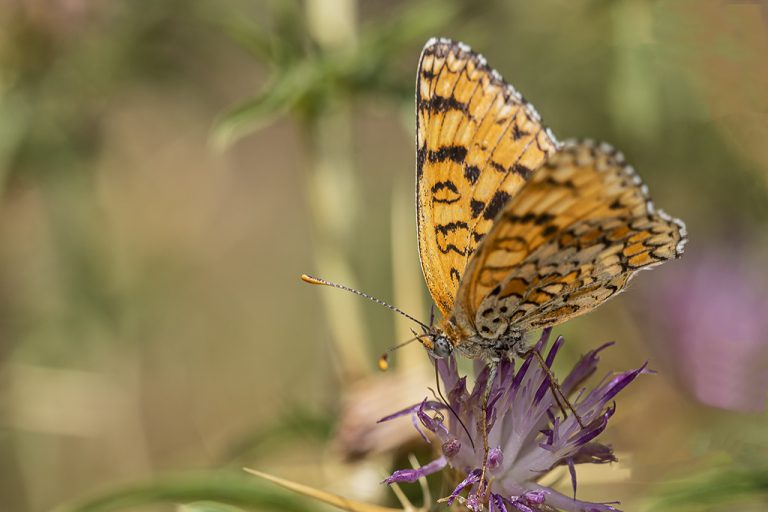 Melitaea phoebe - Doncella mayor