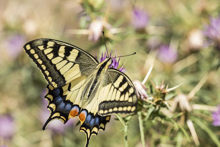 Papilio machaon - Macaón