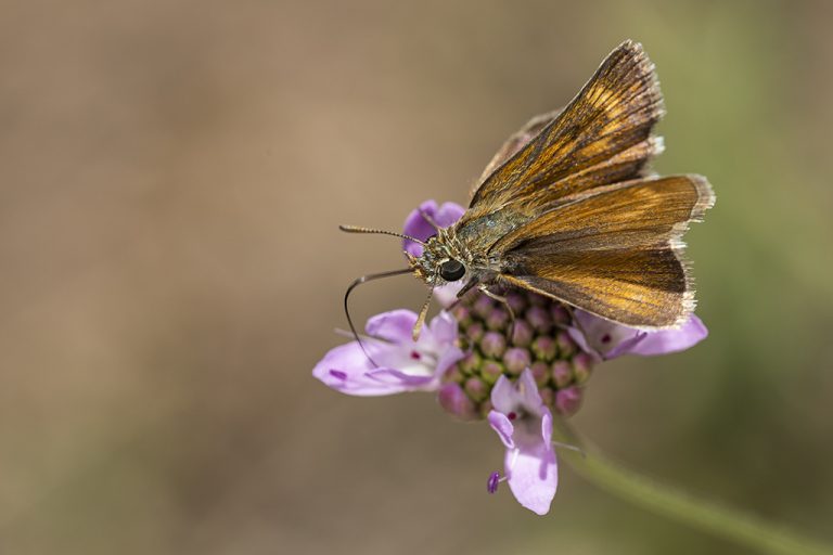 Thymelicus acteon - Dorada oscura