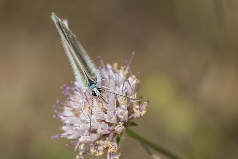 Agrodiaetus fulgens - Azul de peluche